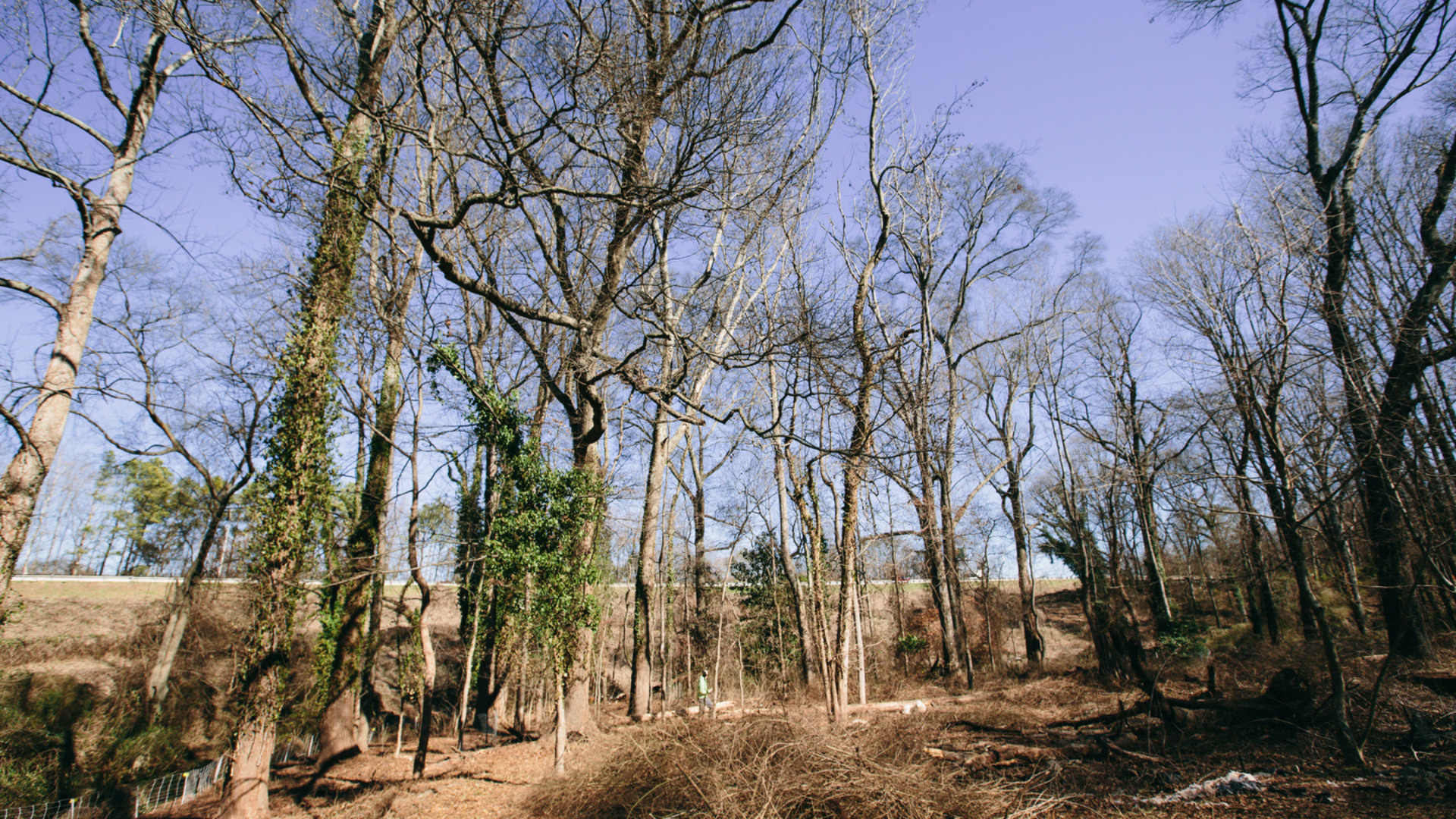 Wooded land at Enota Park.