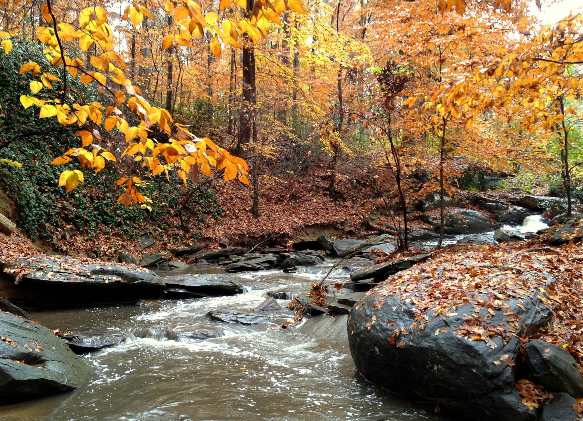 Dunwoody Nature Preserve. A creek rushes over black rocks with autumn leaves piled over them, surrounded by trees with golden leaves.